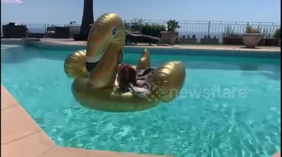 Sausage dog chilling on an inflatable swan