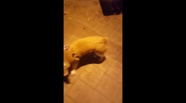 Welsh Corgi and Jogging