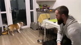 Bulldog Plays Grandma’s Footsteps