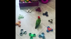 Crazy lovebird is obsessed with fidget spinners