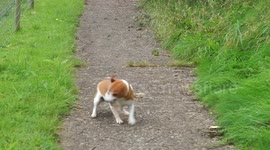 A small dog mounts a vicious attack on a helpless stick.