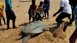 Locals in southern India return stranded turtle to sea