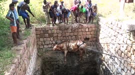 Pregnant cow lifted free from well in south India by team of farmers