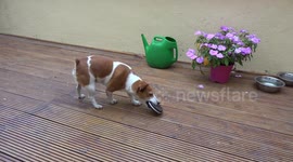 Funny dog likes to play with squeaky toys.