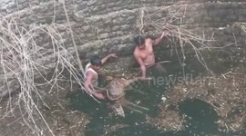 Brave rescuers haul deer from deep well in central India