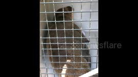 Seal called Freddie Mercury rescued from Thames in London with fishing hook in mouth