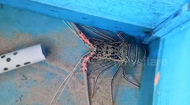 Big Lobster for Sell in Simeulue