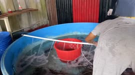 A big Lobster farm in Simeulue a paradise of Lobsters in the World