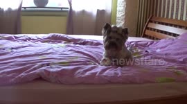 My Cute Pet Tricks!