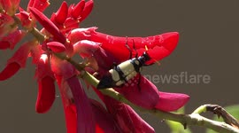 Dangerous Blister Beetle eating a Dwarf Coral-tree flower