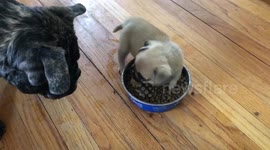 'Puppy doesn't share food': Tiny pup refuses to share food with siblings