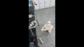 반려견 귀여운 애교