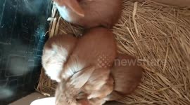 Rabbit Bunnies in nest box