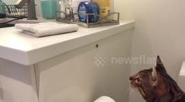 Cat Attacks Fly