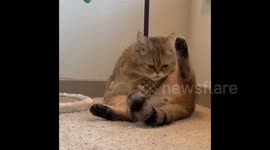 Exotic Shorthair Cat Disgusted By Its Own Smell