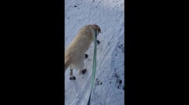A puppy taking a walk on a snowy day