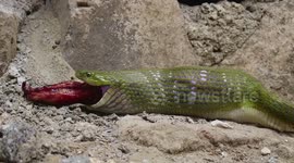 Big rescue operation for little snake that ate huge frog in Indonesia
