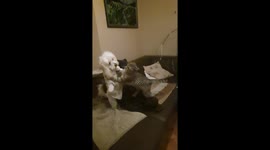 Dog playing and fighting with a cat on the sofa