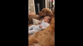 Crying baby is instantly calmed when resting against golden retriever's body