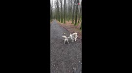 Adorable Twin Puppies Train for Sled Dog Race