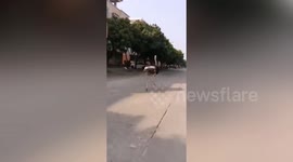 Pet ostrich weaves in and out of traffic after escaping from man's yard in China