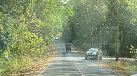 Huge wild elephant walks towards car on mountain road… as driver weeps with fear