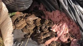 Texas snake catchers remove over 80 rattlesnakes from mobile home
