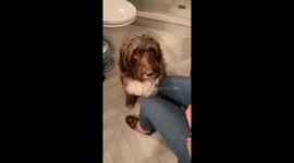 DOG BOWS HEAD WHEN TOLD I LOVE YOU