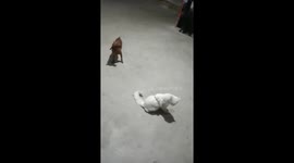 Dog mischievously dragged cat with a rope around the yard