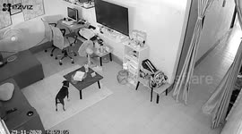 Pet cat and dog caught on CCTV stealing owner’s box of doughnuts