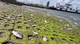 Grizzly scene shows dead frozen fish wash up on Texas port after winter storm