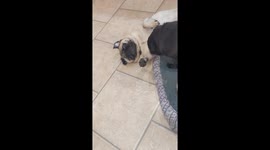 Pugs pamper