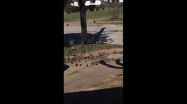 Boy gets scared because they're too much birds outside of his driveway