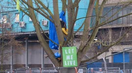Environmental protesters protect century-old tree from London property developers
