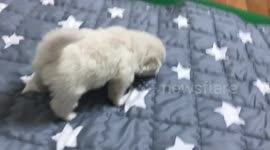 A toddler practice of cute puppy.