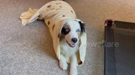 Burrito blanket: Australian Shepherd get his roll on with tortilla trick