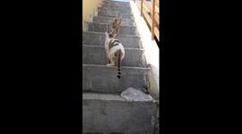 Mother Cat and Beby Cat Climbing On Stairs