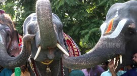 Joy in Jumbo camp after ‘reunion of pals’