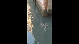 Leser loon in Venice near ind San marco Square