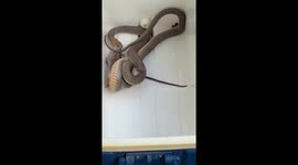 Eastern Brown Snake Brisbane