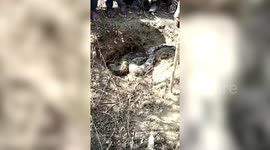 Indian villagers panicked after spotting pythons burrowing on farm