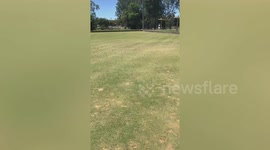 Grasshopper plague interrupts bowls match in Australia