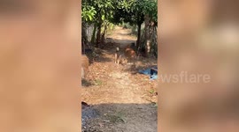 Pet dogs fight with monitor lizard that wandered into their garden