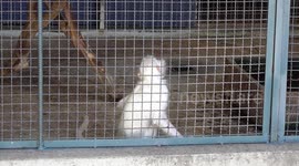 Bizarre Thai museum includes zoo that only houses albino animals