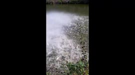 Thousands of fish jump out of lake to receive food