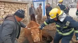 Firefighters rescue cow that fell into abandoned root cellar in China