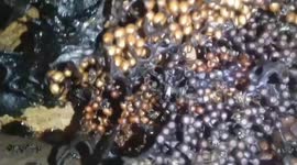 Thousands of bees build nests diligently