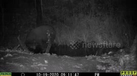 Night Eye Bears