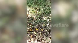 Two snakes found mating in a woman’s back garden