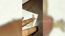 Woman performs CPR on injured lizard to save its life